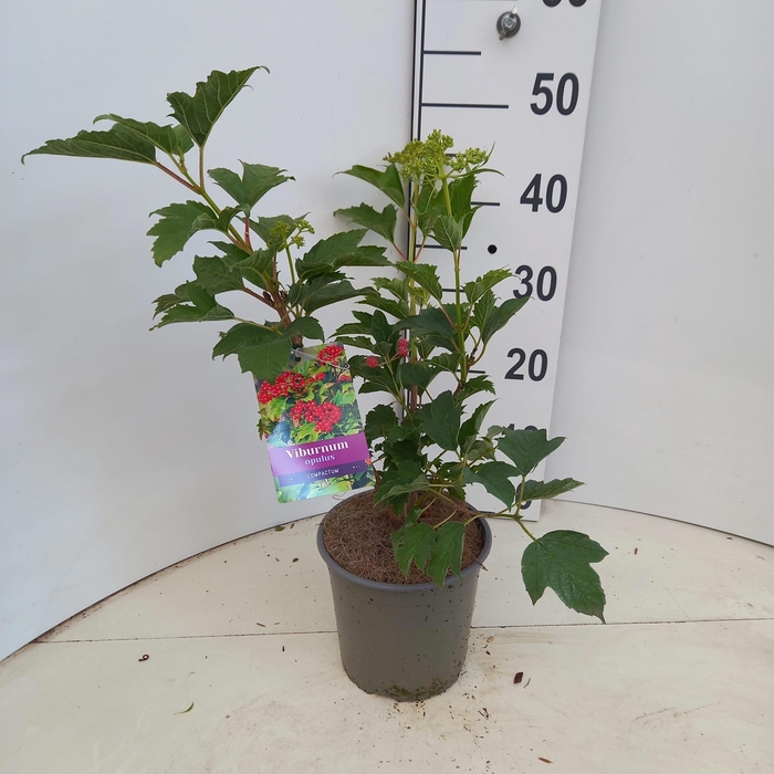 <h4>Viburnum opulus 'Compactum'</h4>
