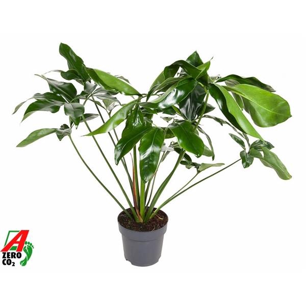 <h4>Philodendron 'Fun Bun'</h4>