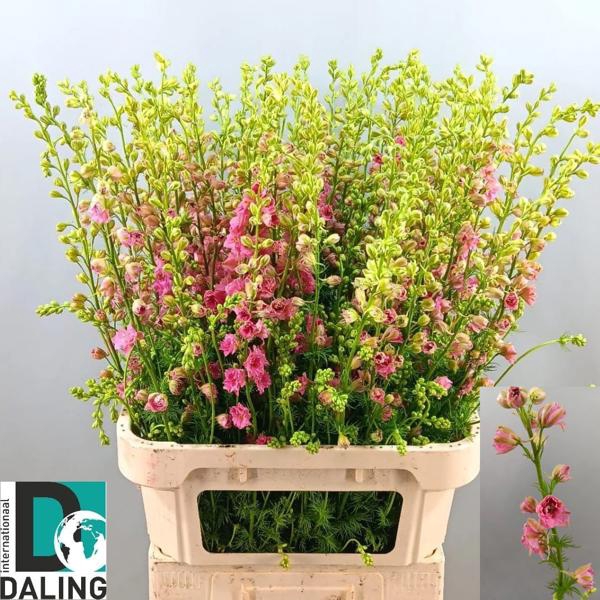 <h4>Delph Ridder Rose Daling</h4>