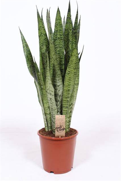 <h4>Sansevieria Zeylanica</h4>