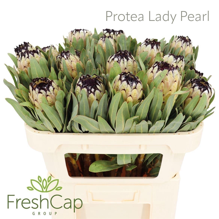 <h4>PROTEA MAG NIOBE</h4>