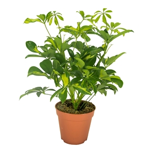Schefflera Gerda Vertakt