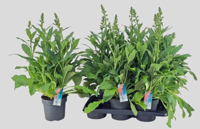 <h4>DIGI PU HANABEE WHI</h4>