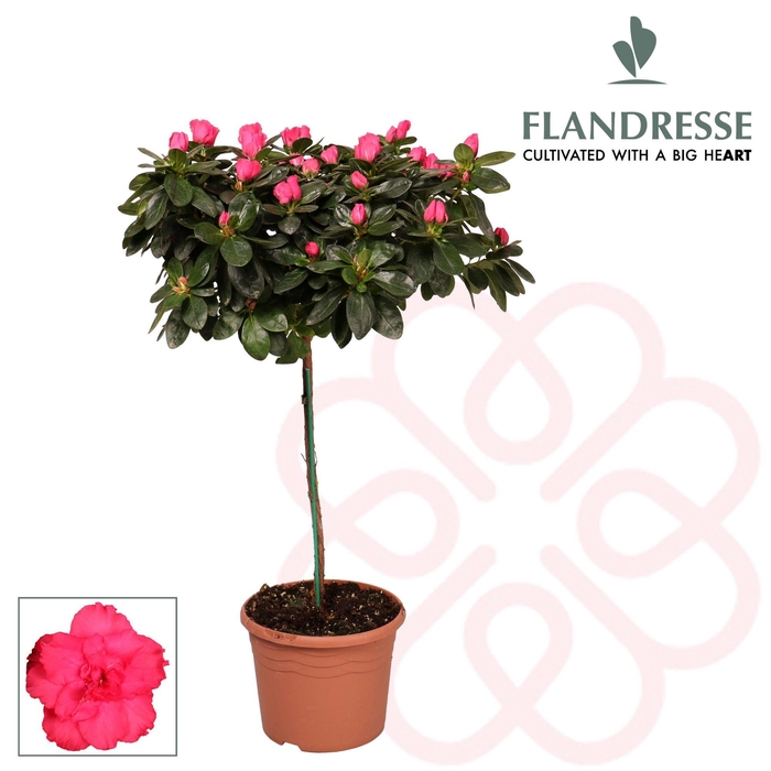 <h4>Azalea Flandresse® stam 'rood' 30 cm</h4>