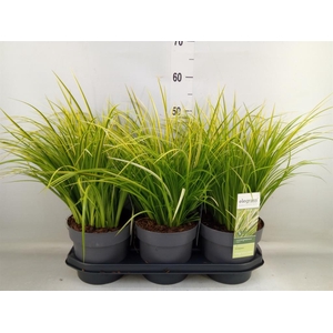 Acorus gramineus 'Ogon'