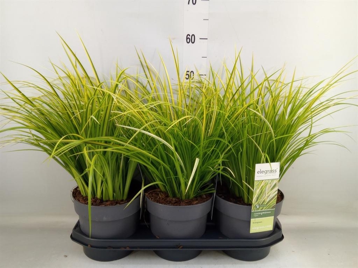 <h4>Acorus gramineus 'Ogon'</h4>