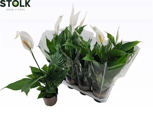 <h4>SPATH SWEET SILVIO</h4>