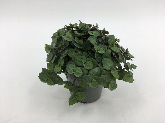 <h4>CALLISIA REPENS P6</h4>