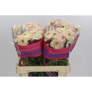 Ranunculus Romance Orleans