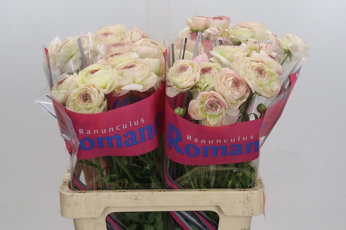 <h4>Ranunculus Romance Orleans</h4>