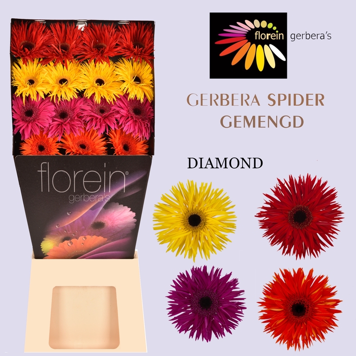 Gerbera Spider Mix Spider Diamond