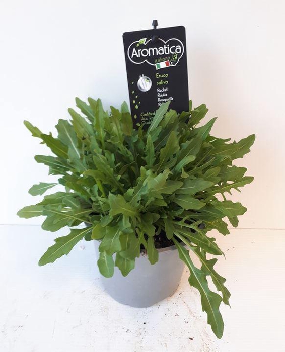 <h4>Tuinkruiden   ...</h4>