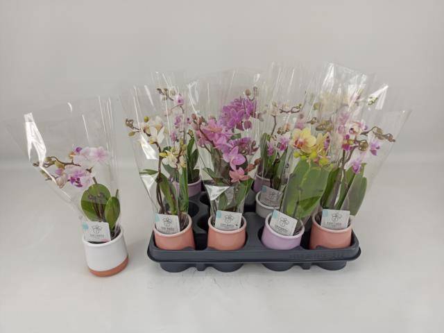 <h4>PHAL MINI</h4>