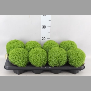 Selaginella apoda