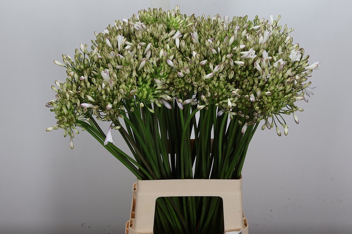 <h4>Agap Umbellatus Albu</h4>