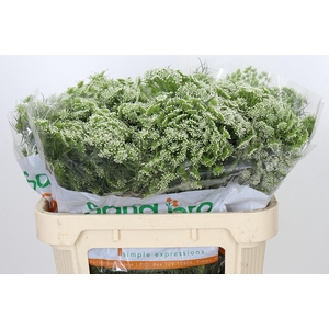 Ammi Visnaga