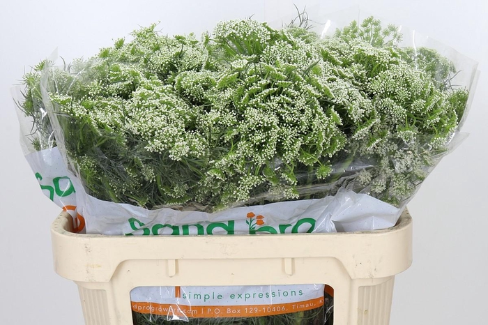<h4>Ammi Visnaga</h4>