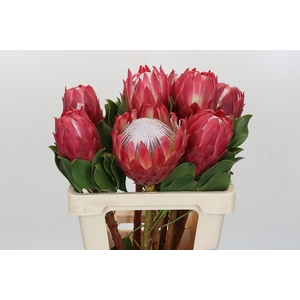 Protea Cynaroides Red Rex