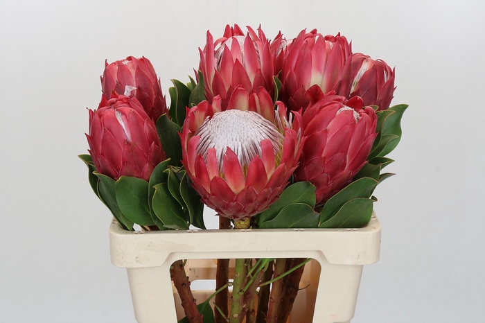 <h4>Protea Cynaroides Red Rex</h4>