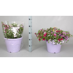 CALIB MINIF GEM POT