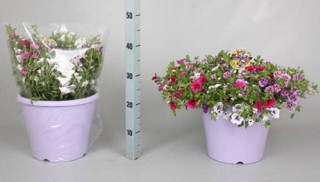 <h4>CALIB MINIF GEM POT</h4>
