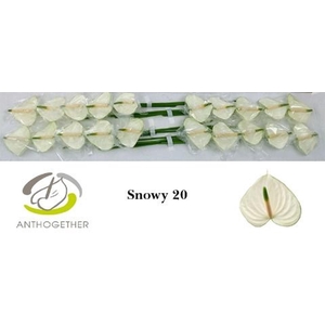 Anthurium andr. 'Snowy'