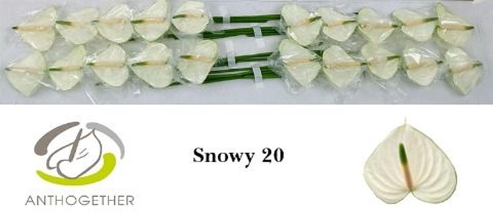 <h4>Anthurium andr. 'Snowy'</h4>