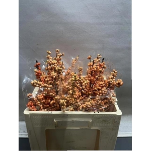 ILEX VE WINTER GOLD