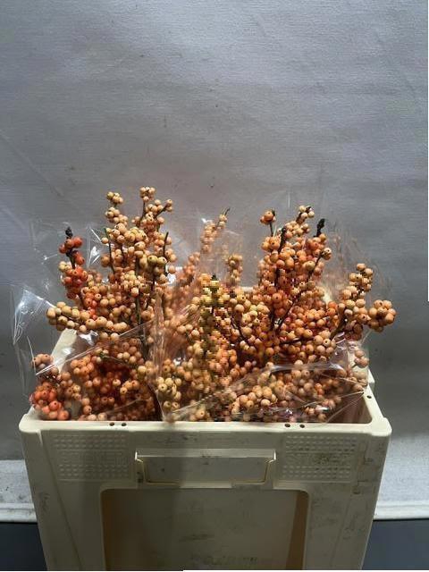 <h4>ILEX VE WINTER GOLD</h4>
