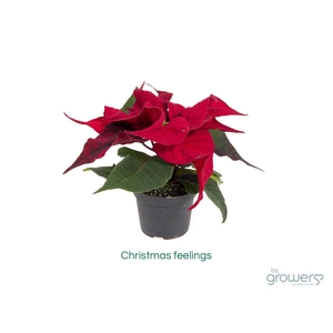 EUPHORBIA PULCHERRIMA  MINI p6 rood m hoes