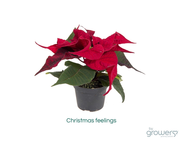 <h4>EUPHORBIA PULCHERRIMA  MINI p6 rood m hoes</h4>