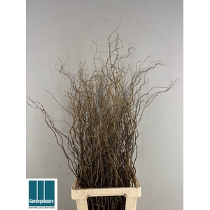 SALIX B TORTUOSA