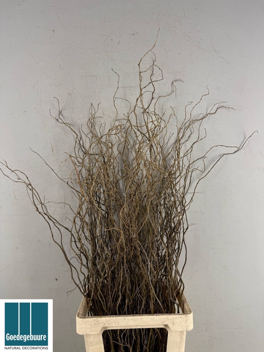 <h4>SALIX B TORTUOSA</h4>