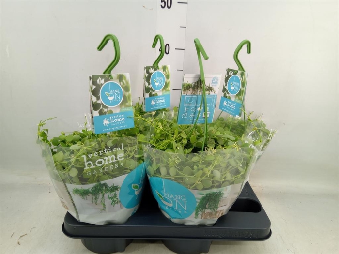 <h4>Dischidia nummul.</h4>