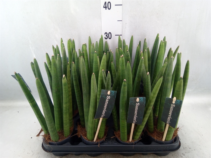 <h4>Sansevieria cyl.  ...</h4>