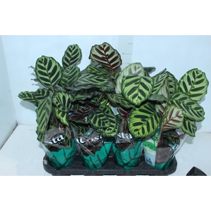 CALATHEA MAKOYAMA P12