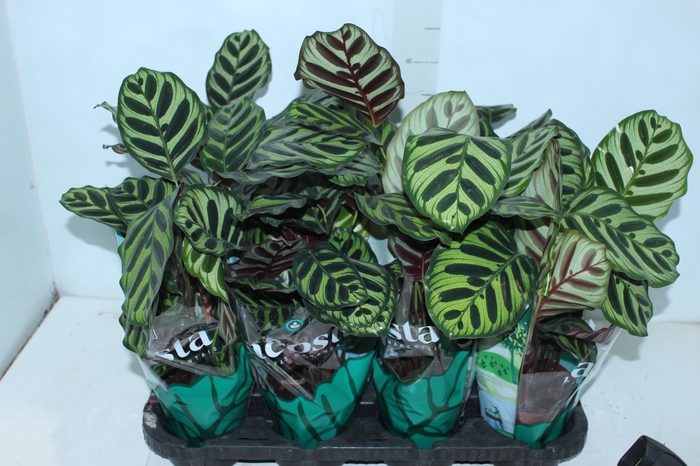 <h4>CALATHEA MAKOYAMA P12</h4>
