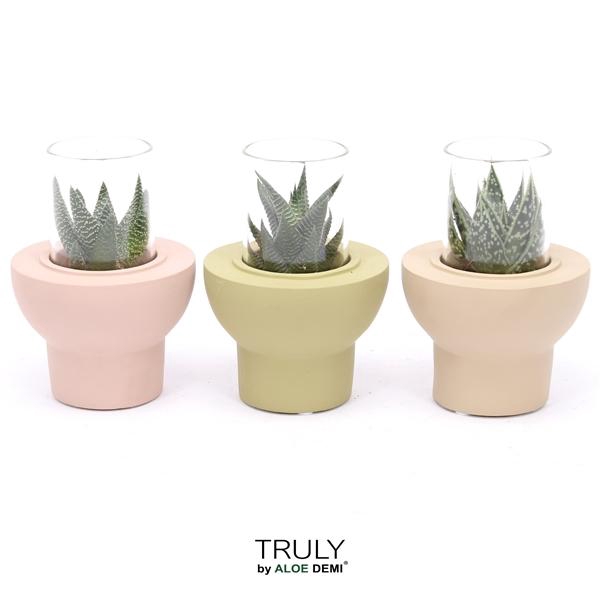 <h4>TRULY Haworthia Gasteria, Beaver</h4>