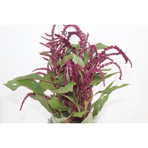 AMARANTHUS VINHO