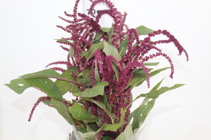 <h4>AMARANTHUS VINHO</h4>