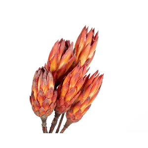 Protea Pendula Red Natural