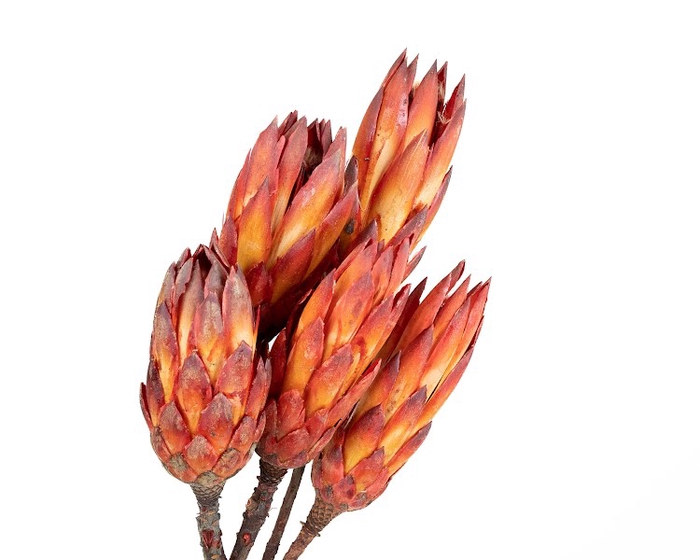 Protea Pendula Red Natural