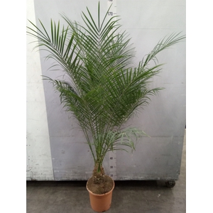 Phoenix roebelenii