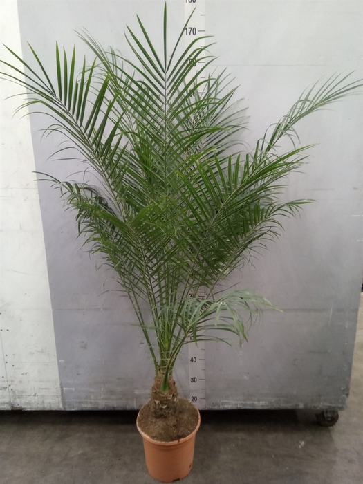 <h4>Phoenix roebelenii</h4>