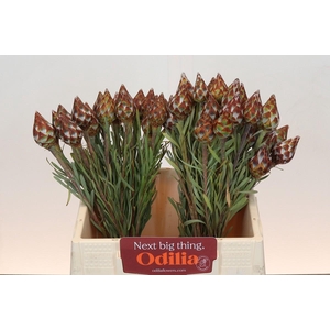 Kaaps Groen Plumosum Rubrum