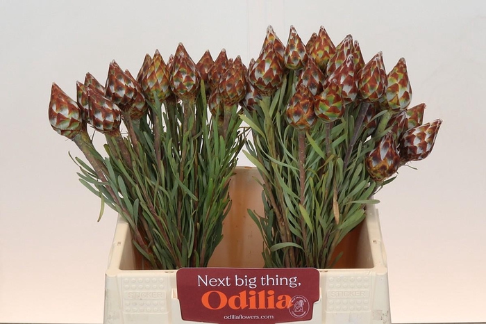 Kaaps Groen Plumosum Rubrum