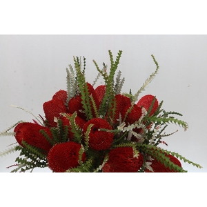 Banksia Speciosa Red