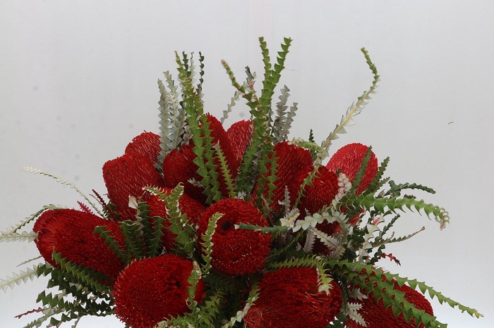 Banksia Speciosa Red