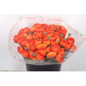 Ran... Su Dark Orange Super X50