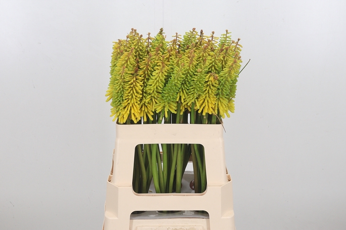 <h4>Kniphofia Sun Yellow</h4>